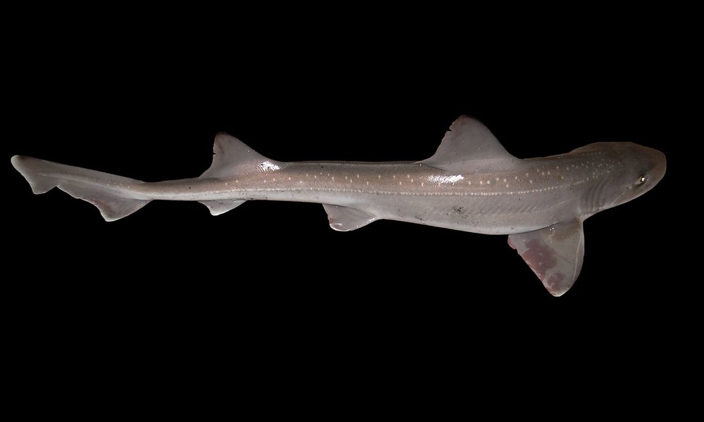 Гатузо (кунья акула)