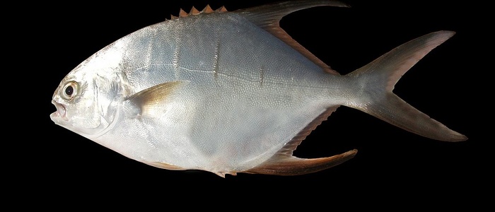 Паломета (масляная рыба)
