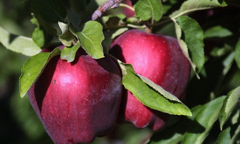Яблоки «Ред делишес»