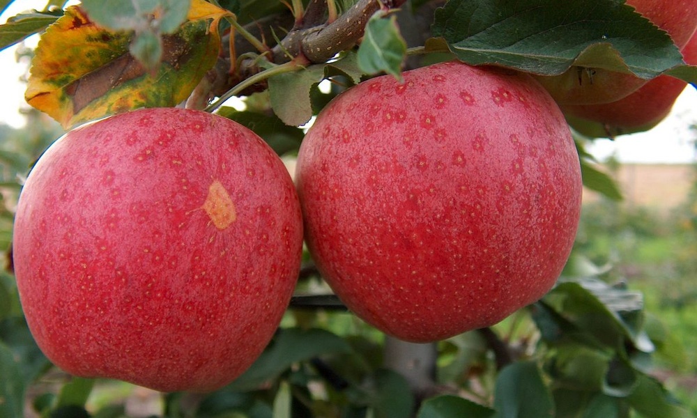 Яблоки «Гала»